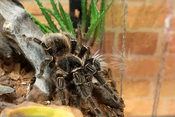 15830 bird eating tarantula behavior
