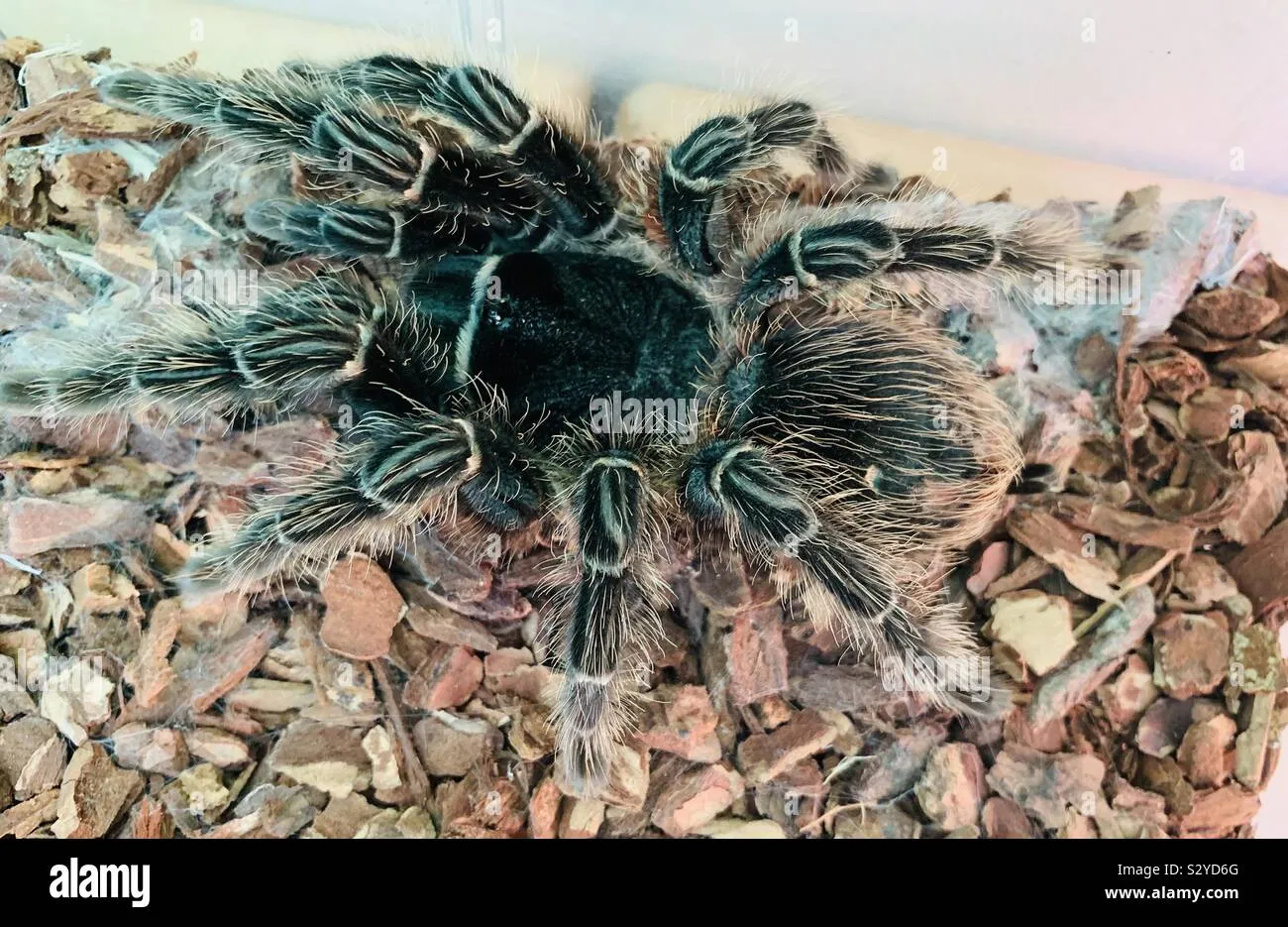 /img/15830-bird-eating-tarantula-conclusion.webp