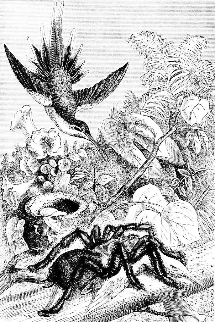 15830 bird eating tarantula diet