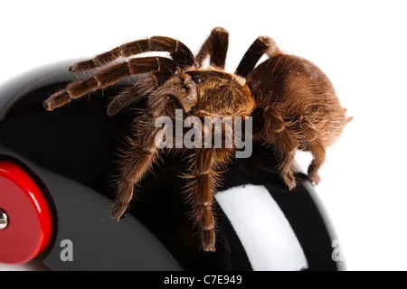 15834 tarantula toy prank image5
