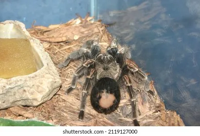 15835 heat lamp tarantula