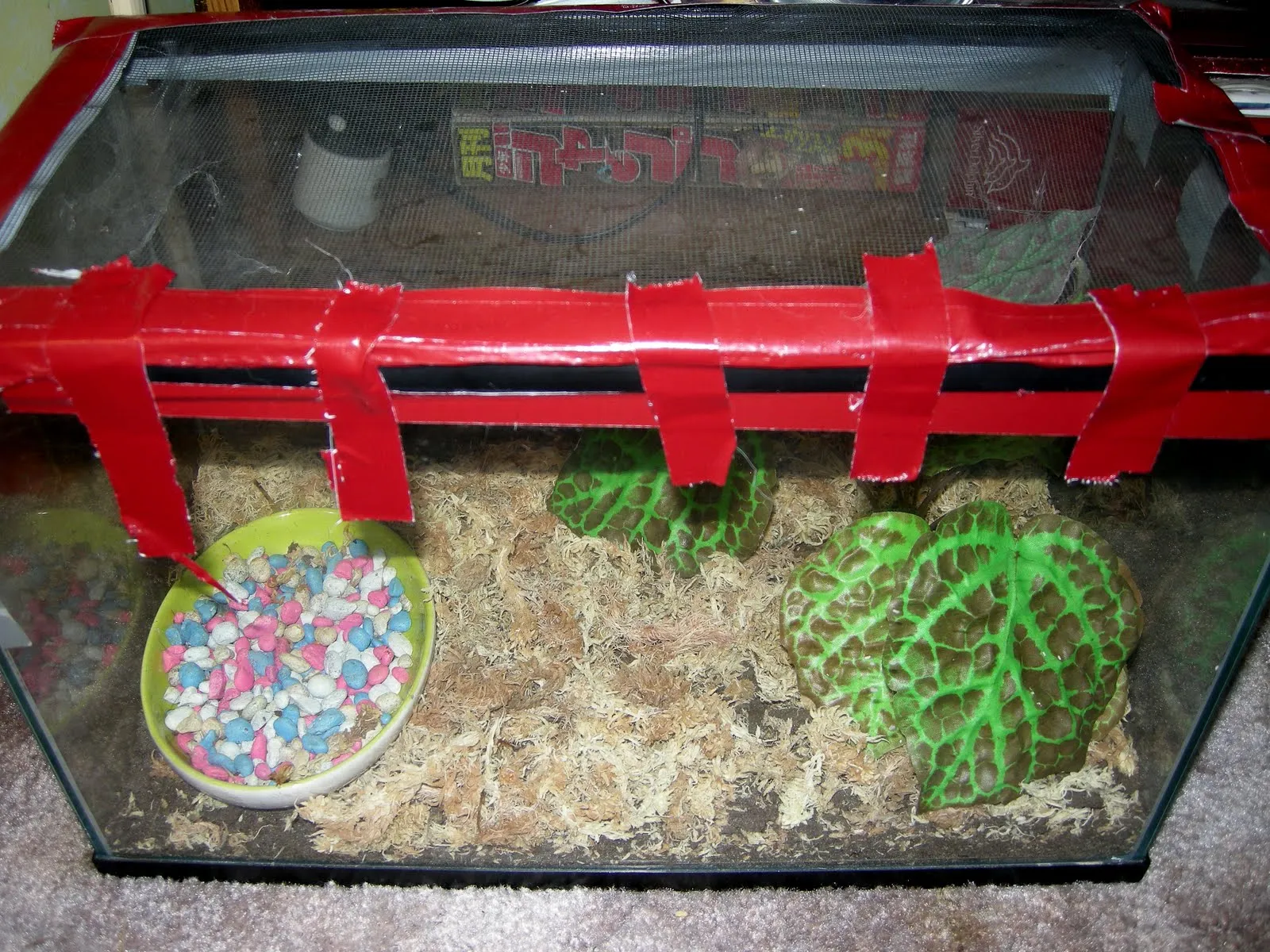 15835 tarantula species temperature