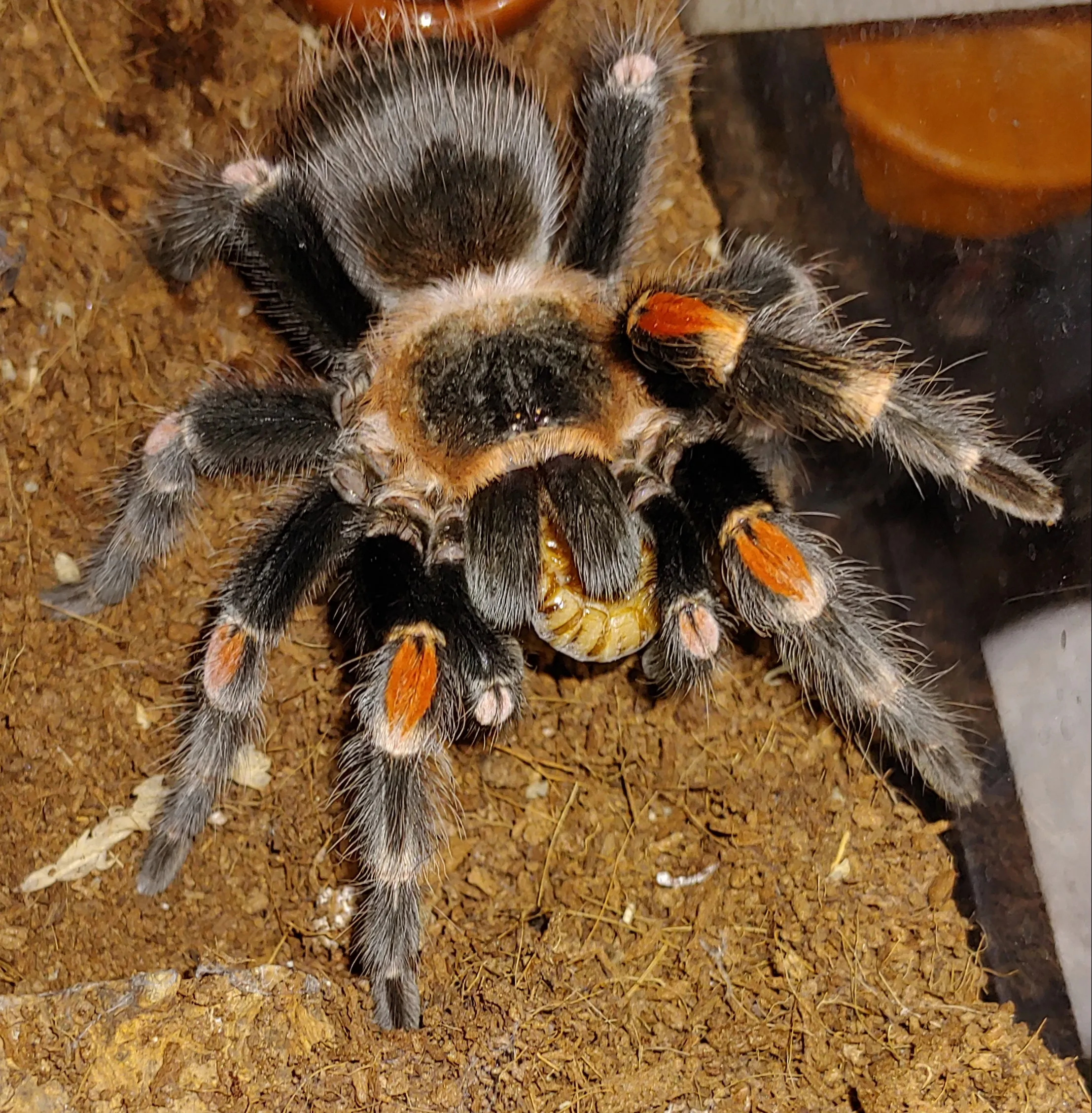 15836 auratum tarantula feeding