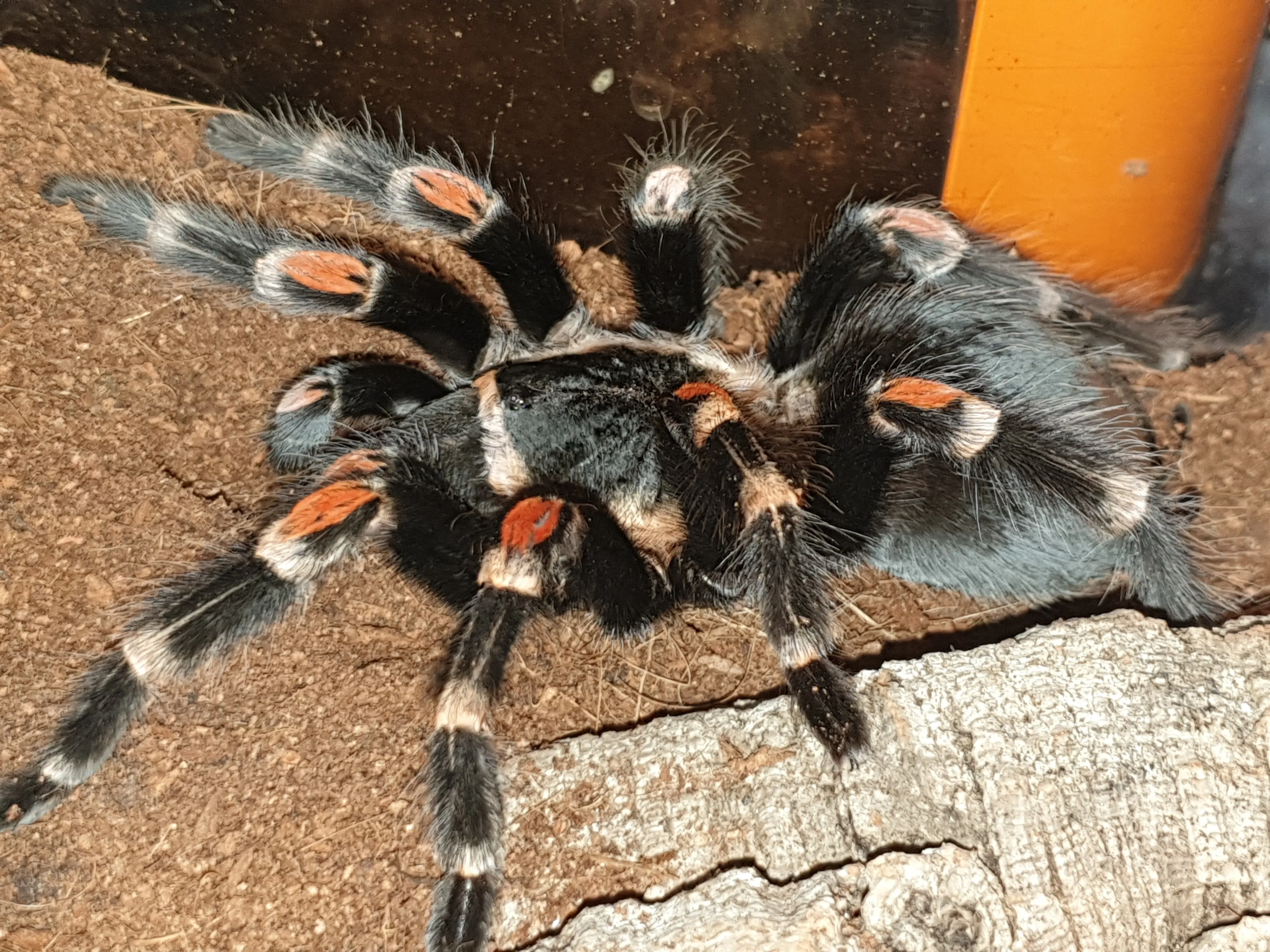 15836 auratum tarantula handling