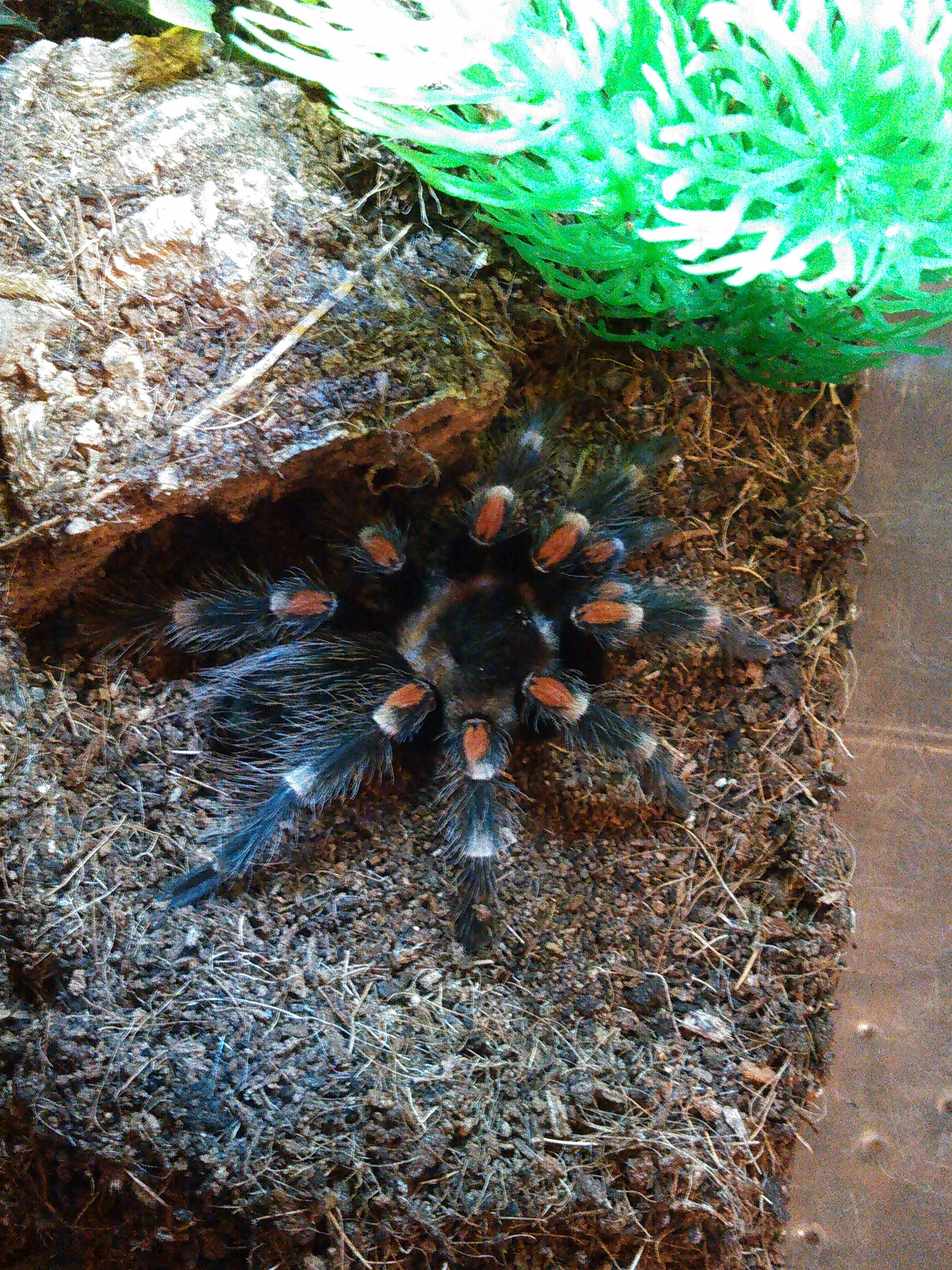 /img/15836-auratum-tarantula-health.webp