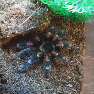 /img/15836-auratum-tarantula-health.webp