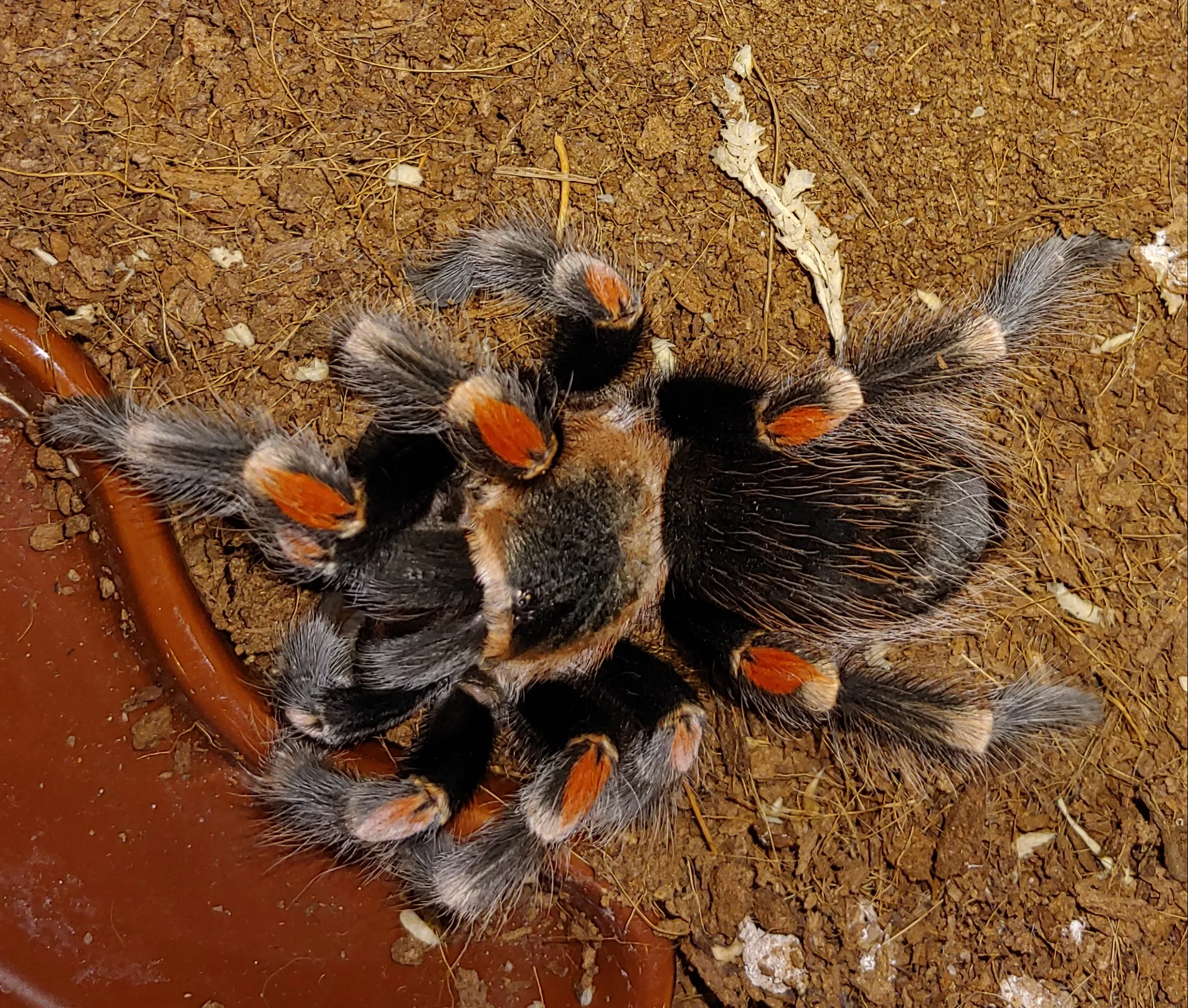 15836 auratum tarantula watering
