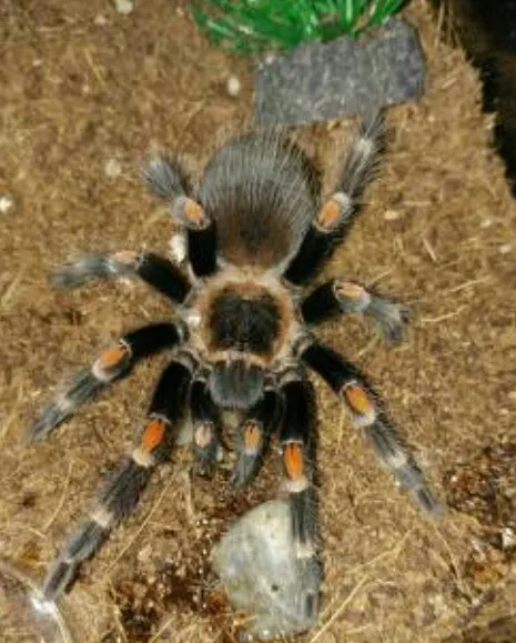 15836 healthy auratum tarantula