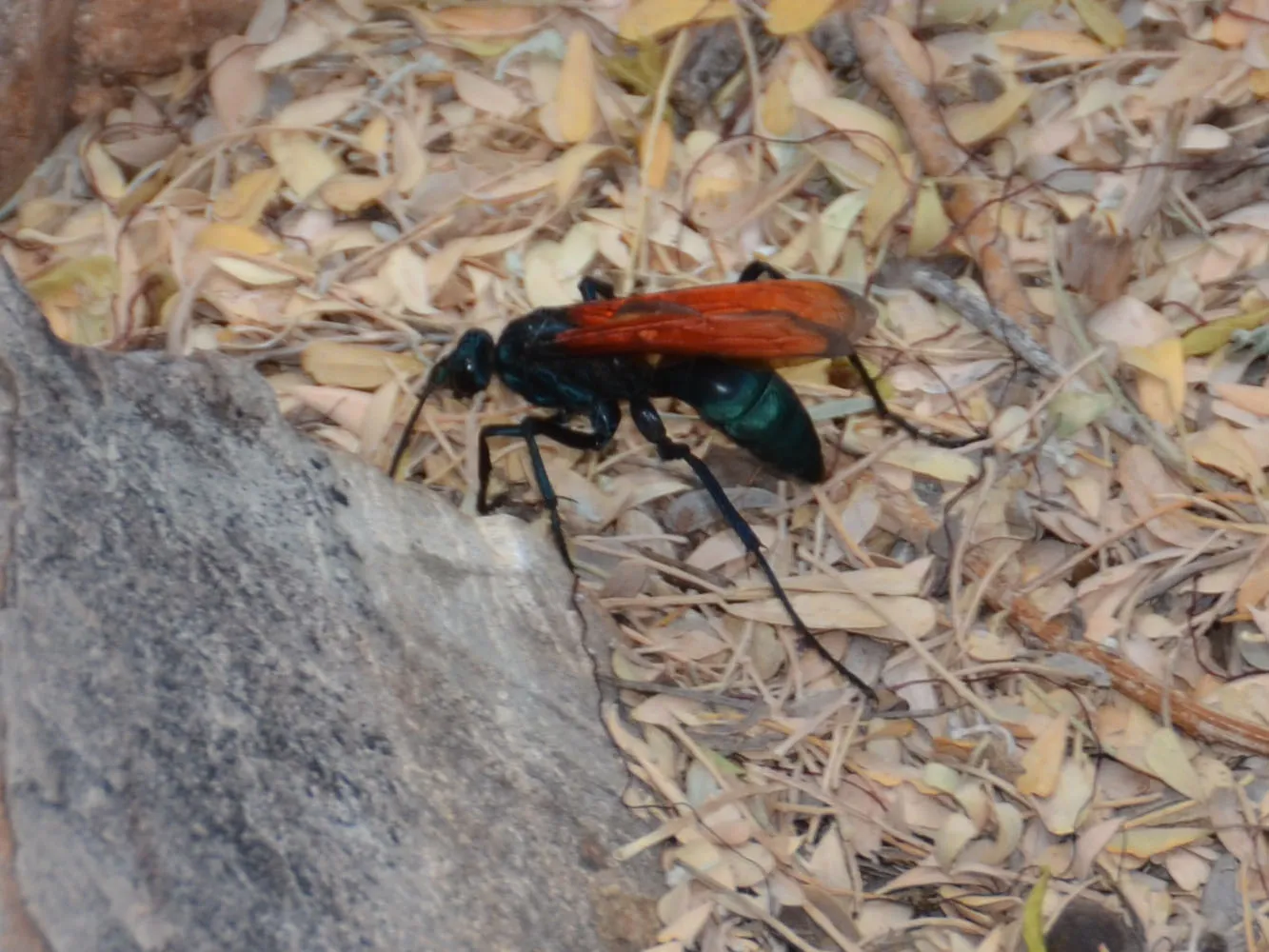 15837 blue tarantula hawk wasp close up