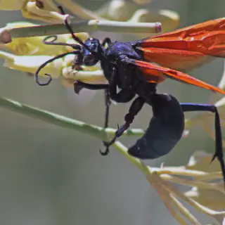 /img/15837-blue-tarantula-hawk-wasp-conservation.webp