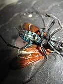 15837 blue tarantula hawk wasp defense