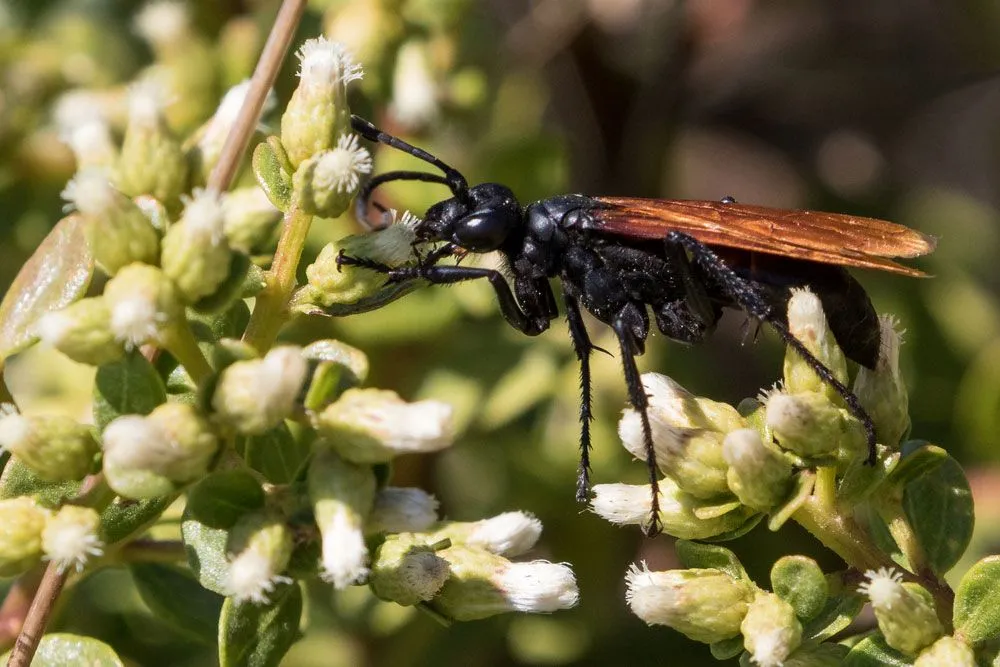 15837 blue tarantula hawk wasp life cycle
