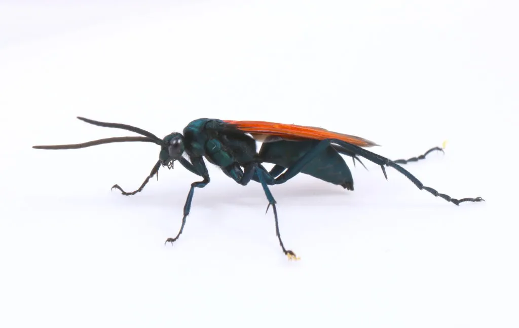15837 blue tarantula hawk wasp sting