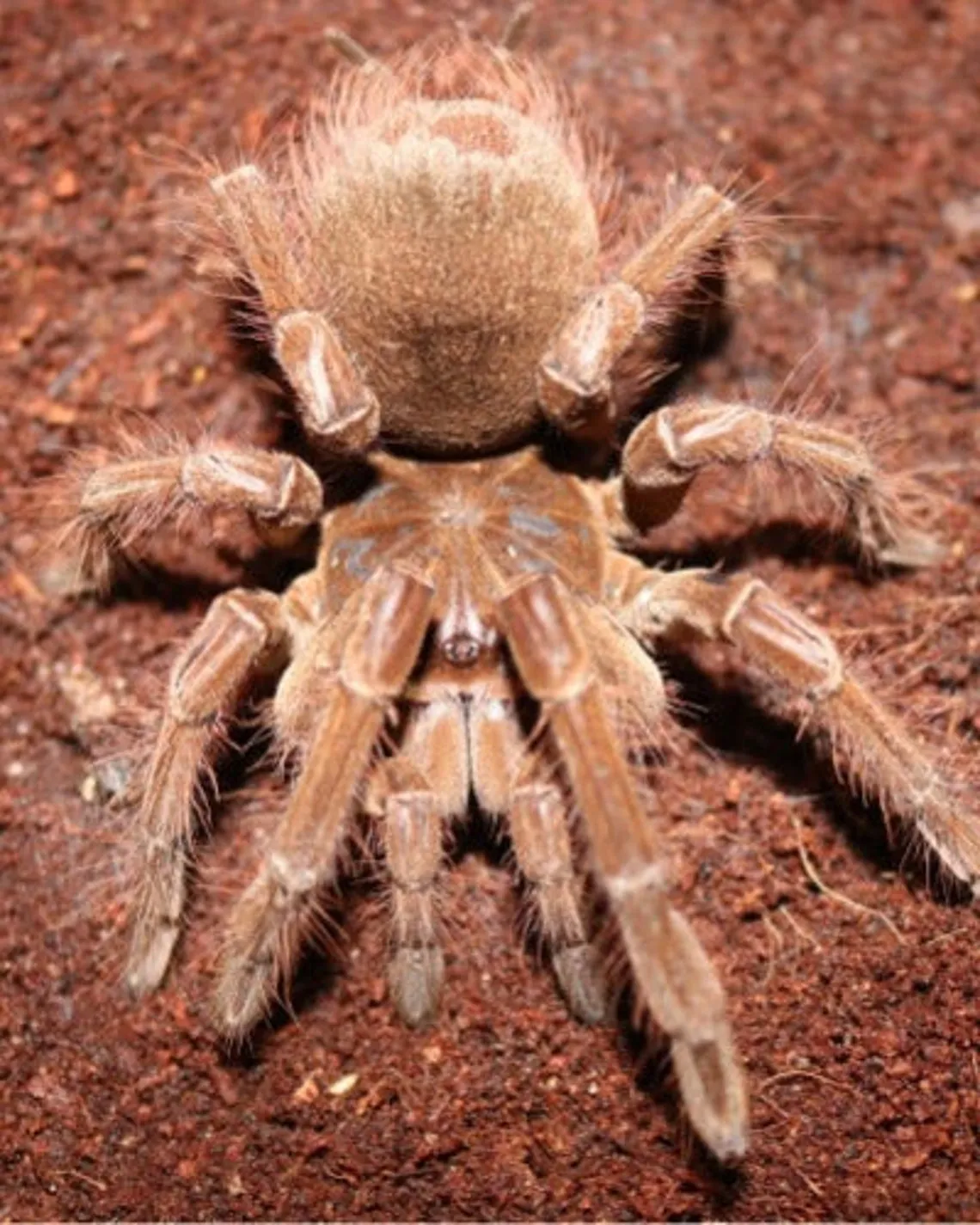 15838 goliath spider tarantula diet