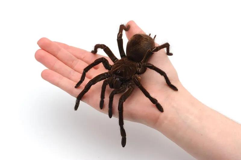 /img/15838-goliath-spider-tarantula-molting.webp
