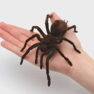 /img/15838-goliath-spider-tarantula-molting.webp
