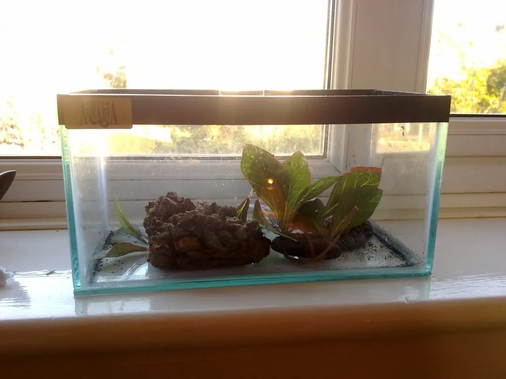 15839 komodo tarantula tank feeding