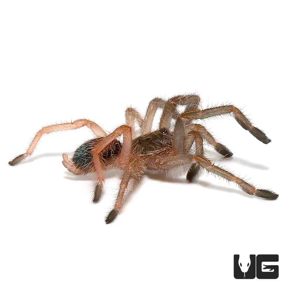 15840 female skeleton tarantula