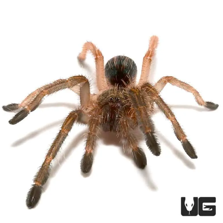 15840 male skeleton tarantula