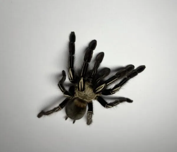/img/15840-senior-skeleton-tarantula.webp
