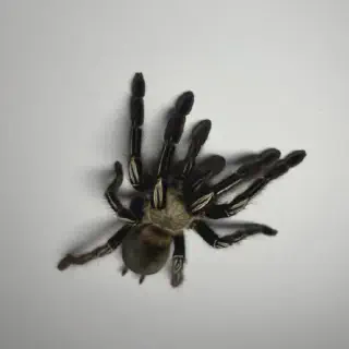 /img/15840-senior-skeleton-tarantula.webp