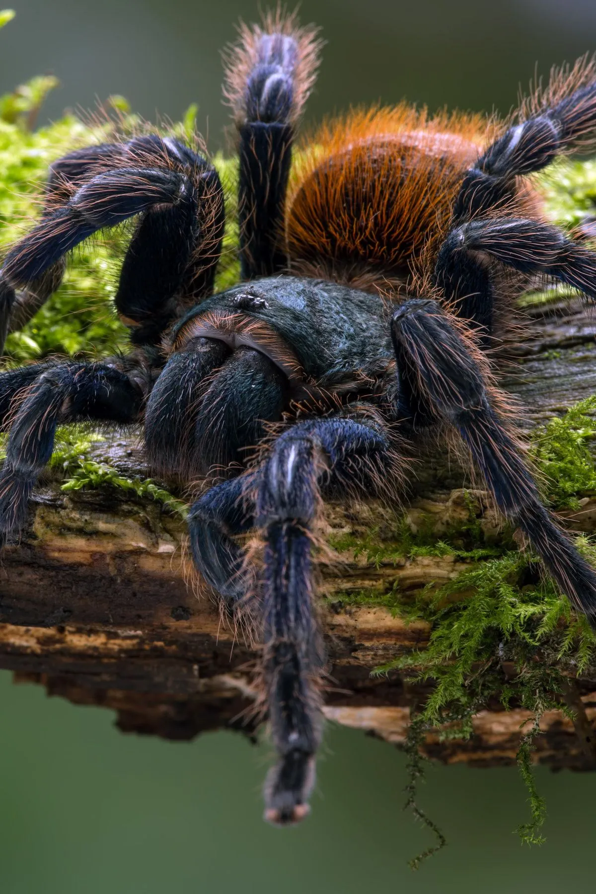 15841 green bottle blue tarantula overview