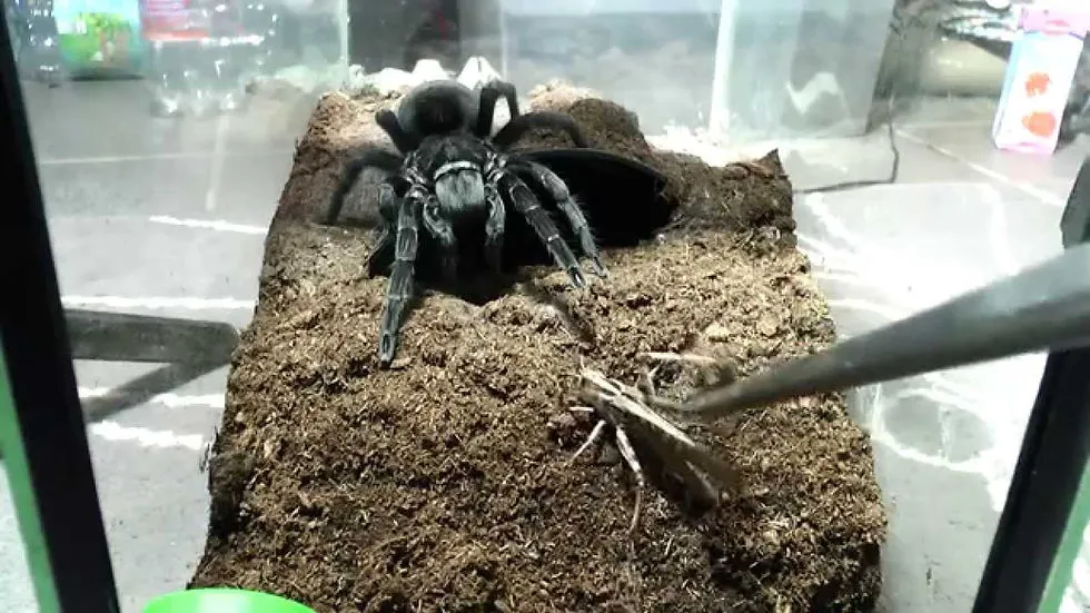/img/15843-tarantula-enclosure.webp