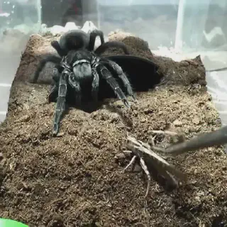 /img/15843-tarantula-enclosure.webp