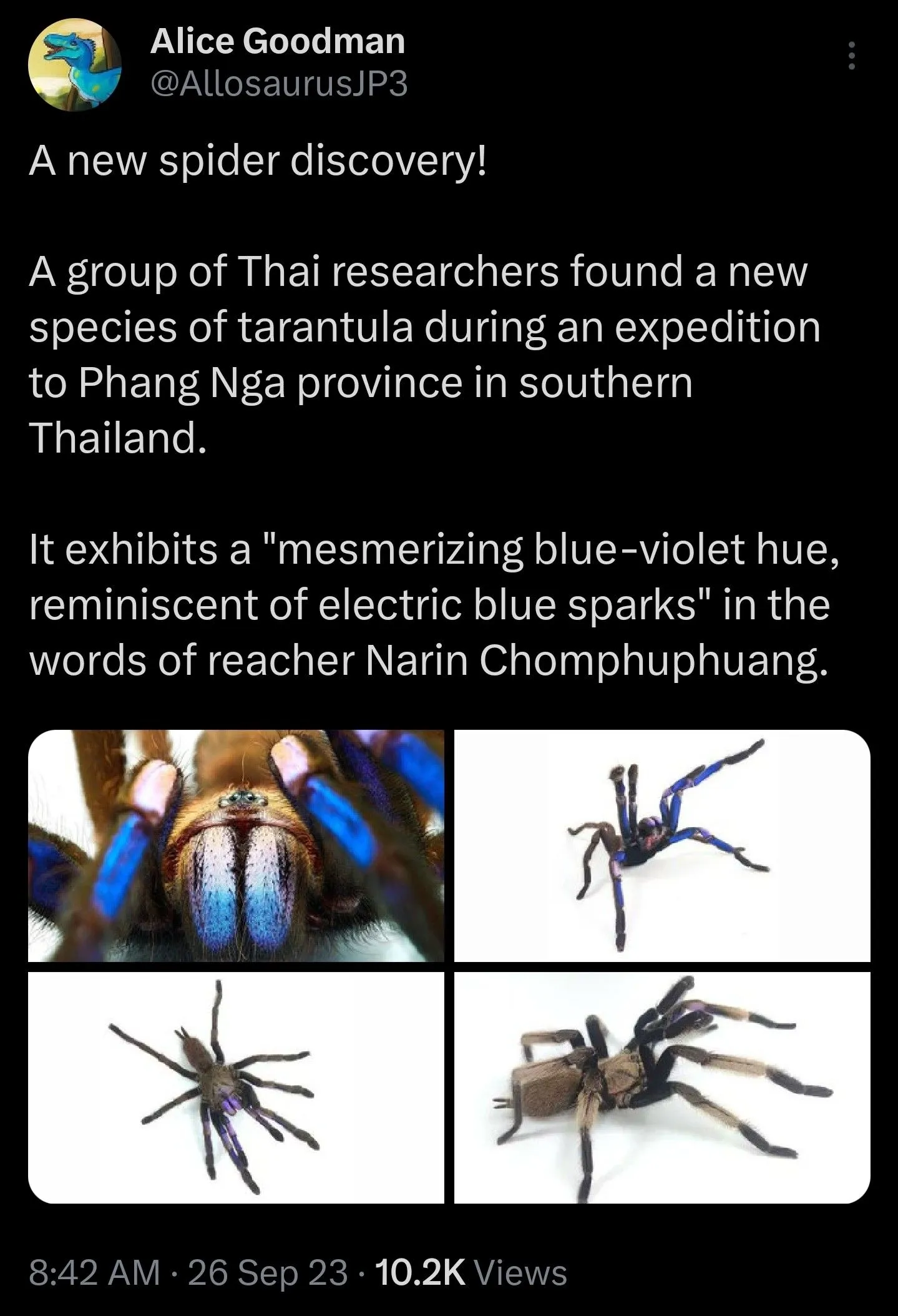 15844 blue tarantula close up