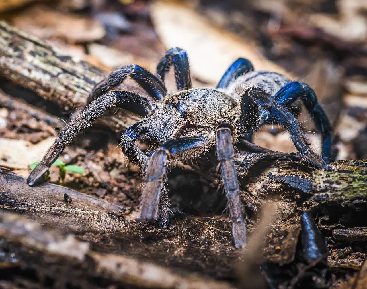 15844 blue tarantula eating