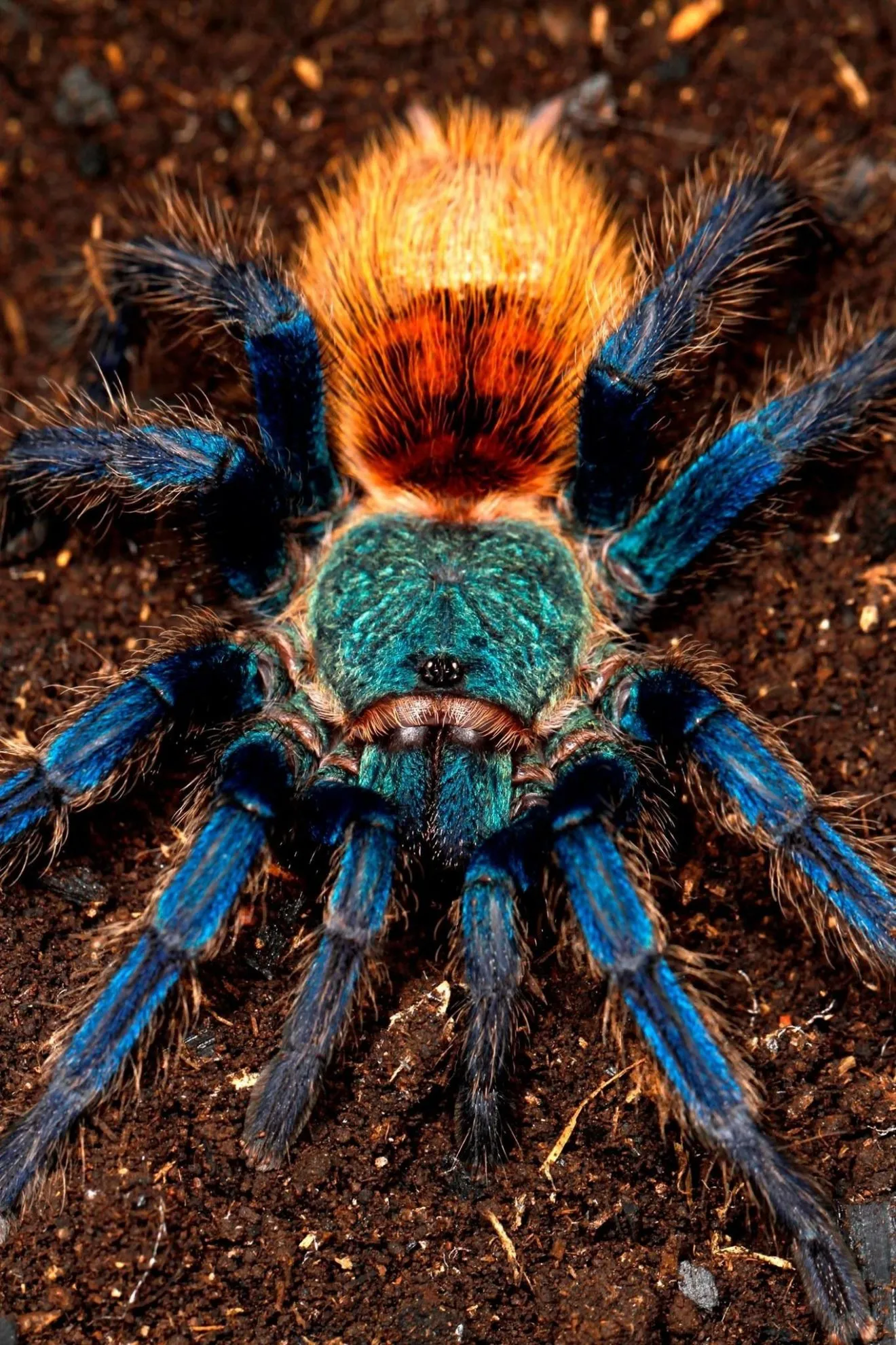 15844 blue tarantula handling