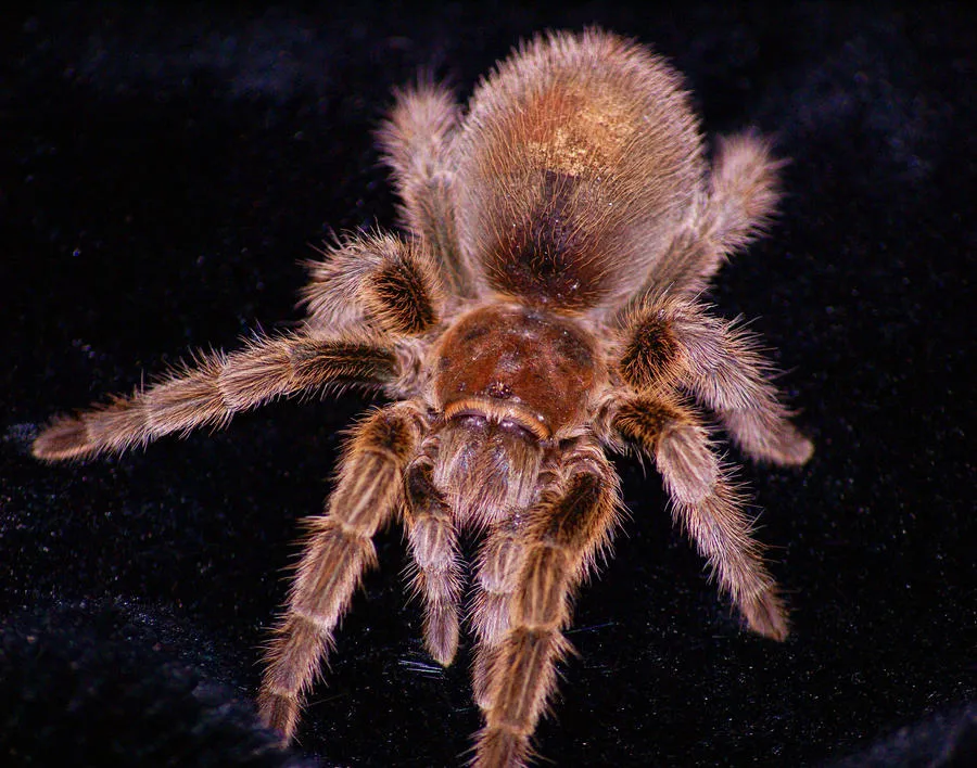 15845 rosie the tarantula book molting