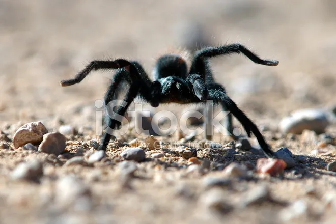 15846 baby tarantula feeding