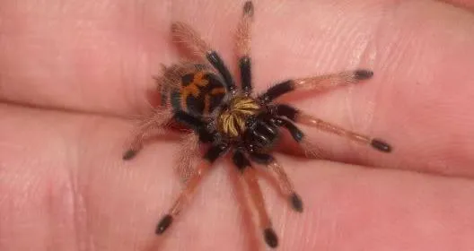 /img/15846-baby-tarantula-species-diversity.webp