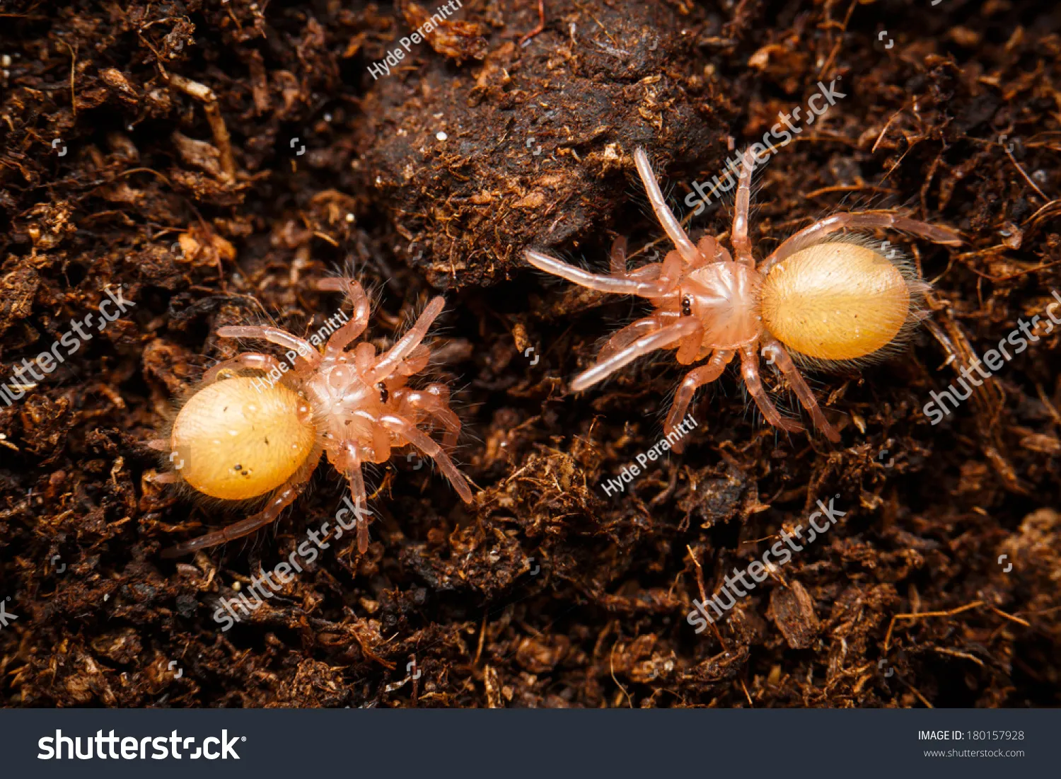 15846 baby tarantula species