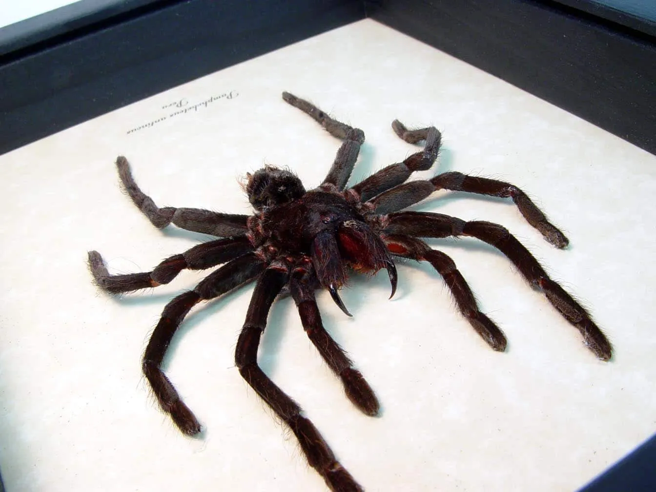 15847 tarantula diet