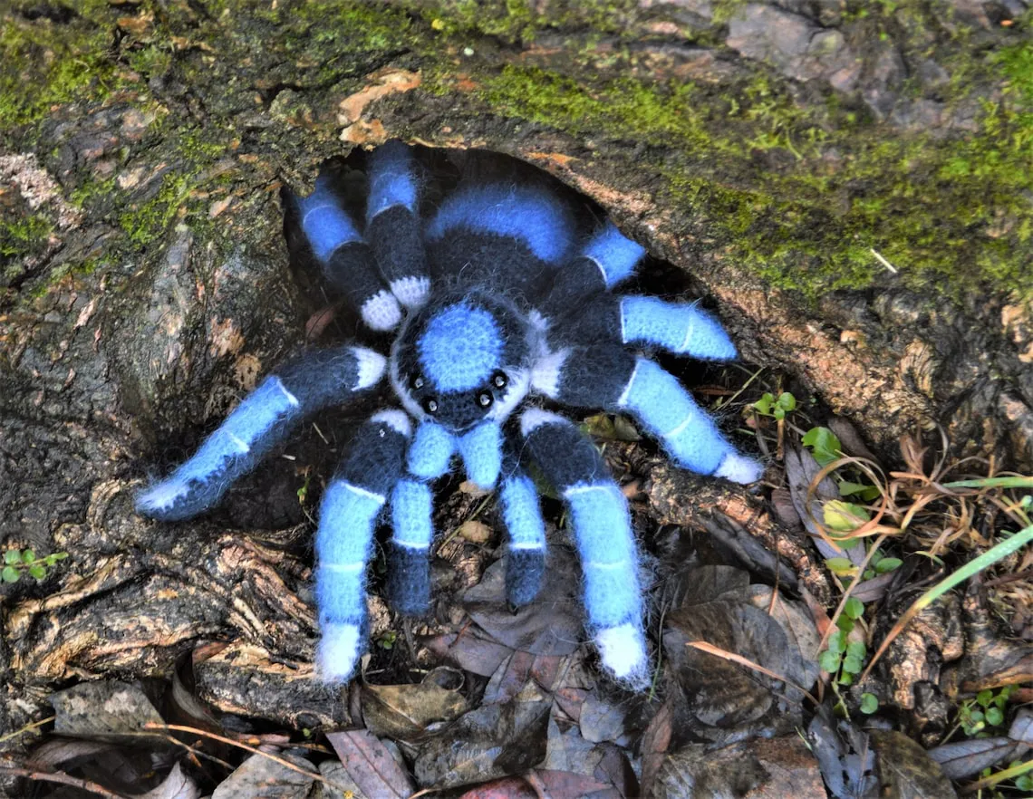 15847 tarantula hunting