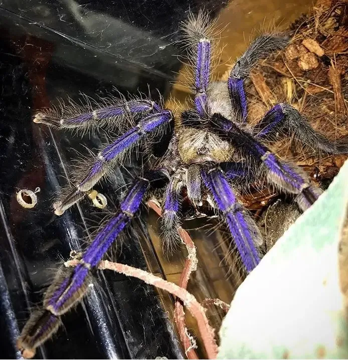 15849 singapore blue tarantula lifespan