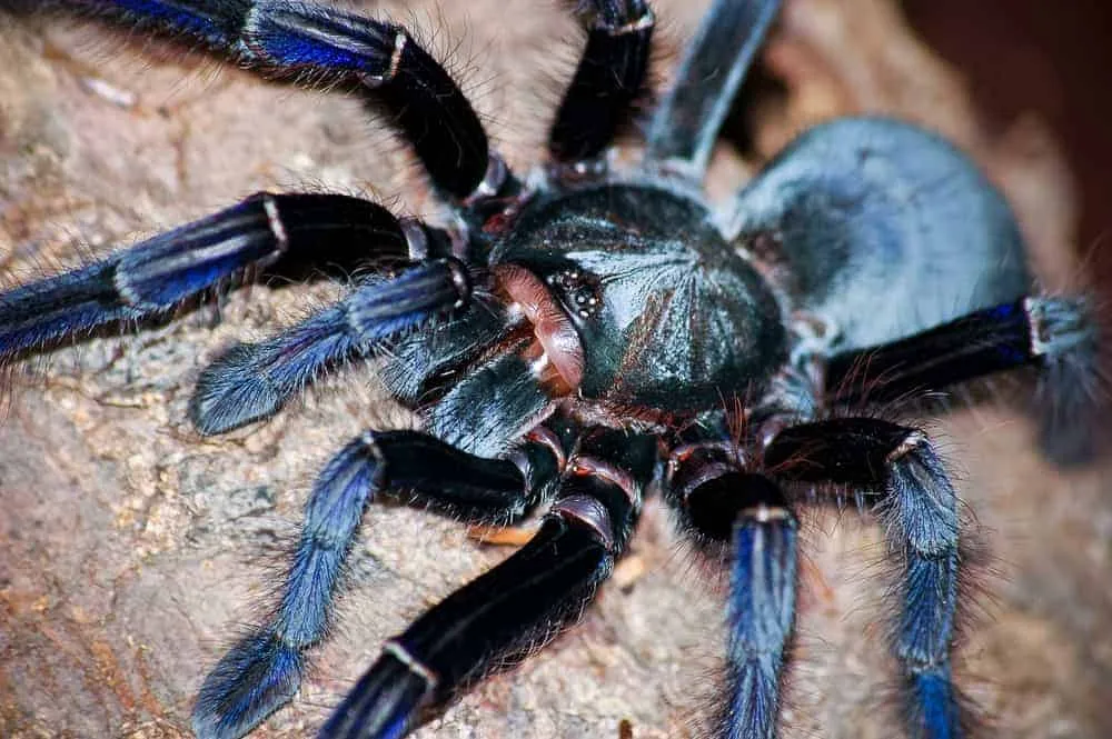 15849 singapore blue tarantula temperature
