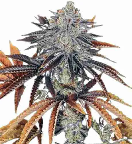 15852 alien tarantula weed medical use