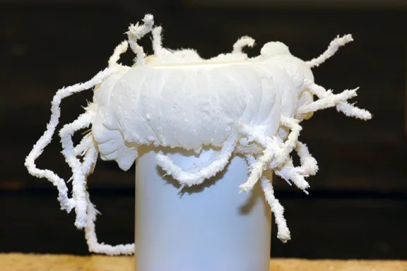 15853 albino hairy tarantula close up