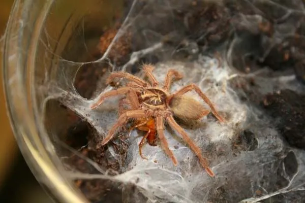 /img/15853-albino-hairy-tarantula-conservation.webp