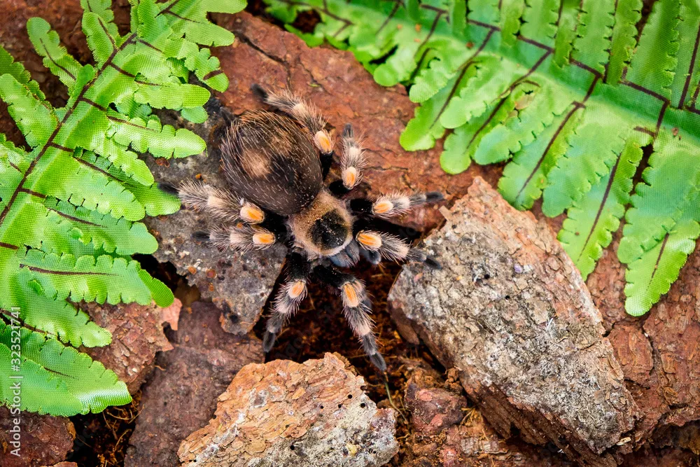 15853 albino hairy tarantula feeding