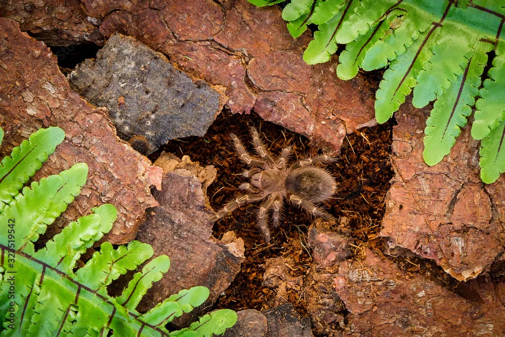 15853 albino hairy tarantula molting