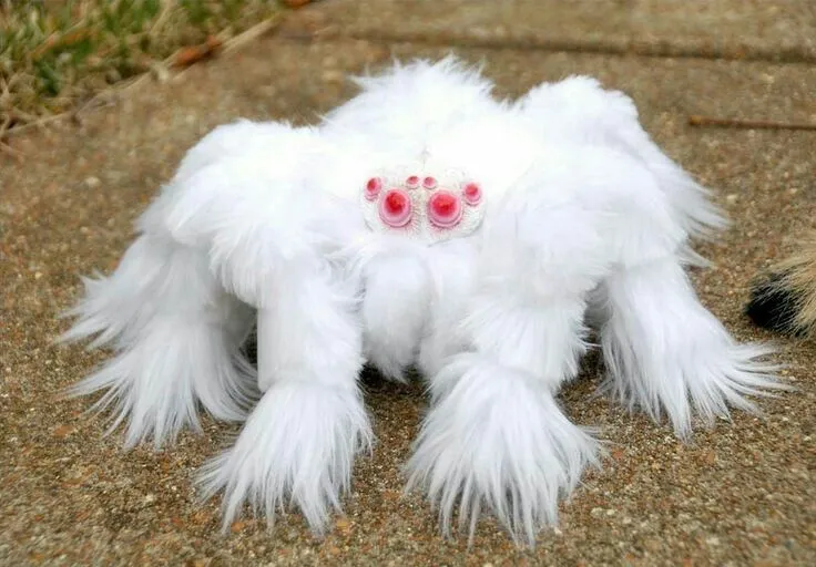 15853 albino hairy tarantula predators
