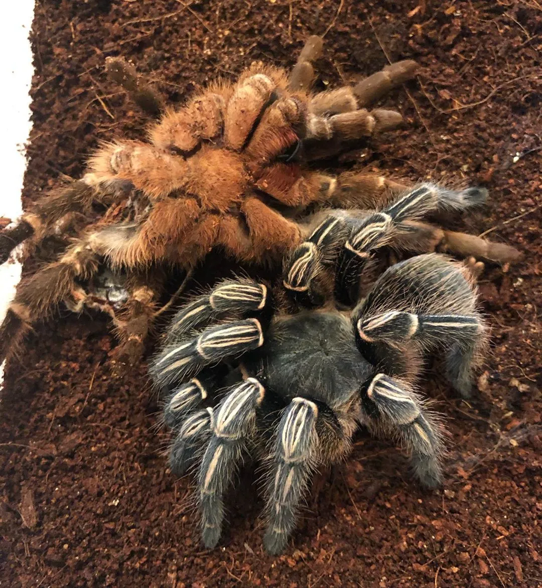 15854 striped knee tarantula overview