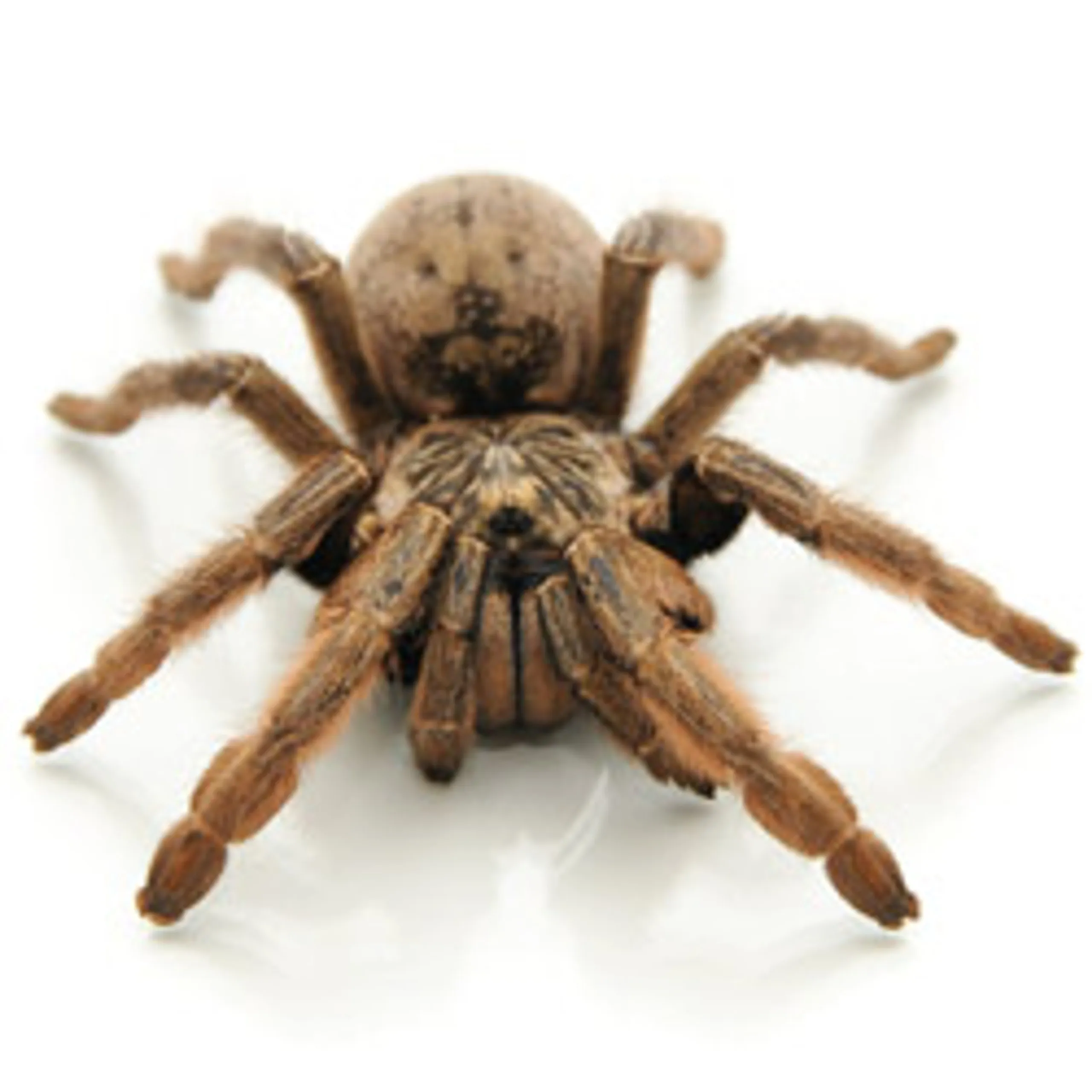 /img/15854-striped-knee-tarantula-show.webp