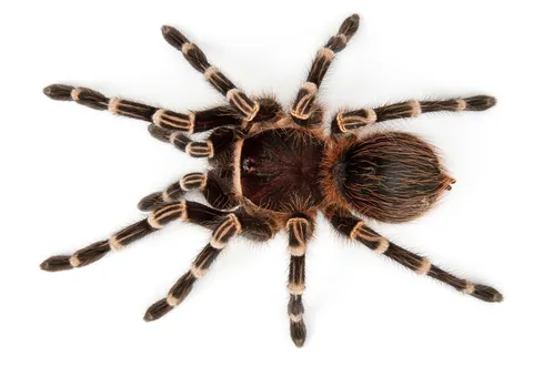 15854 striped knee tarantula veterinary