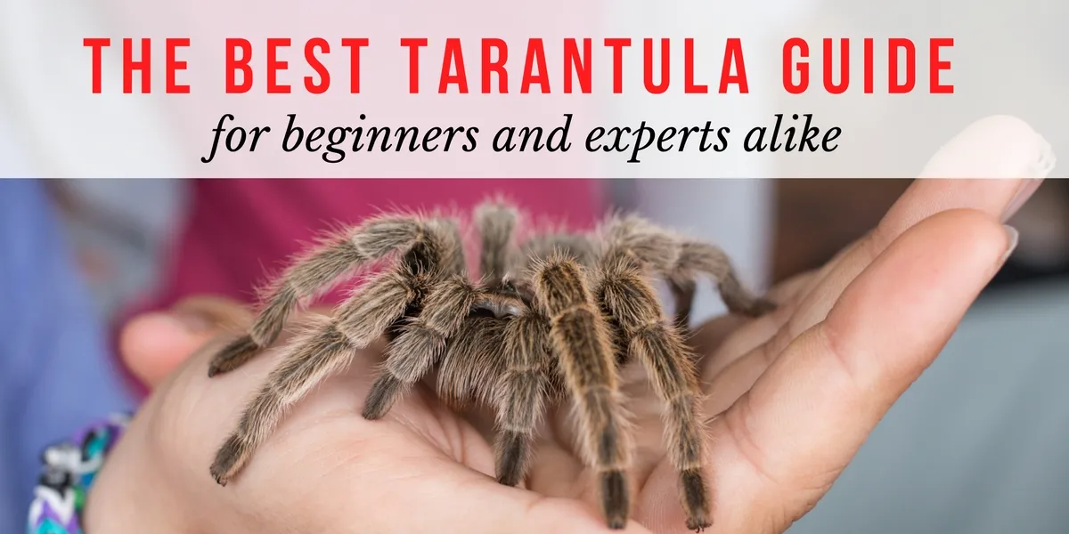 15855 tarantula eating