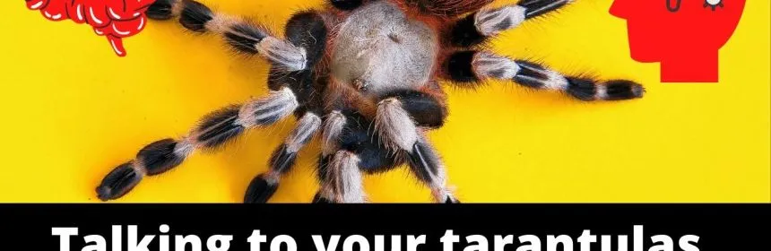 15855 tarantula handling